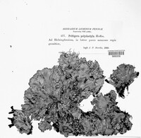 Peltigera polydactylon image